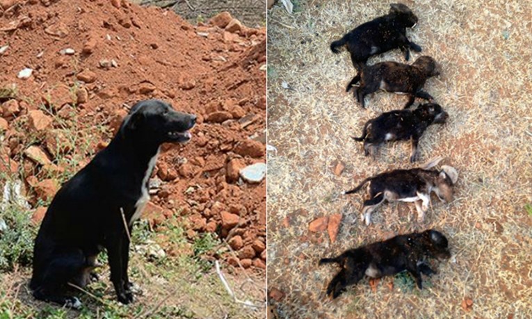 Žena ubila 8 štenaca kako bi kujicu "naučila pameti" pa za to dobila sramotnu kaznu