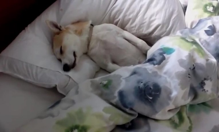 Simpatična kujica je u krevetu glumila da je mrtva jer nije htjela ići veterinaru