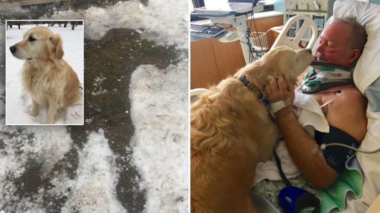 VIDEO Pao je i slomio vrat, pogledajte što je sve radio njegov pas da ga održi na životu