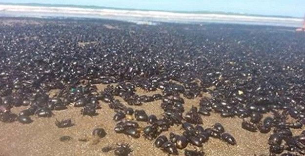 Horor na argentinskim plažama: Milijuni crnih kukaca zauzeli žalove