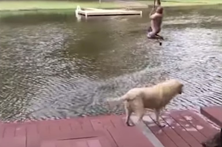 VIDEO Psi su uskočili u vodu kako bi "spasili" svoga vlasnika i postali su internet senzacija