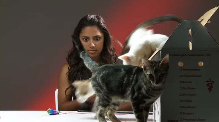 VIDEO Ispred ljudi koji mrze mačke stavili su kutiju punu mačića