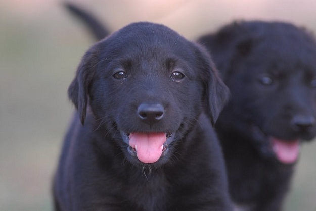 Poklanjaju se štenci koji neodoljivo sliče labradorima