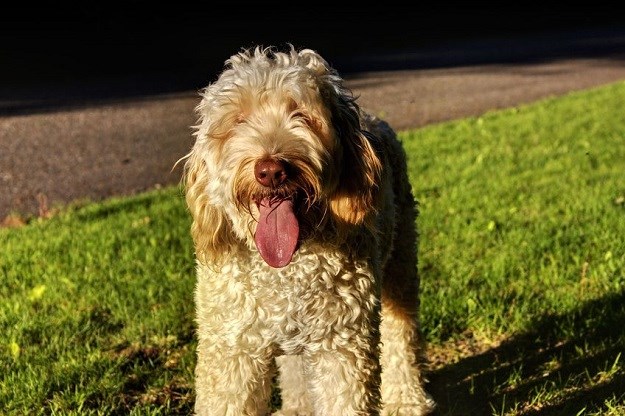 Labradoodle: Prijateljski raspoložen pas križanac neodoljivog izgleda!