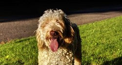 Labradoodle: Prijateljski raspoložen pas križanac neodoljivog izgleda!
