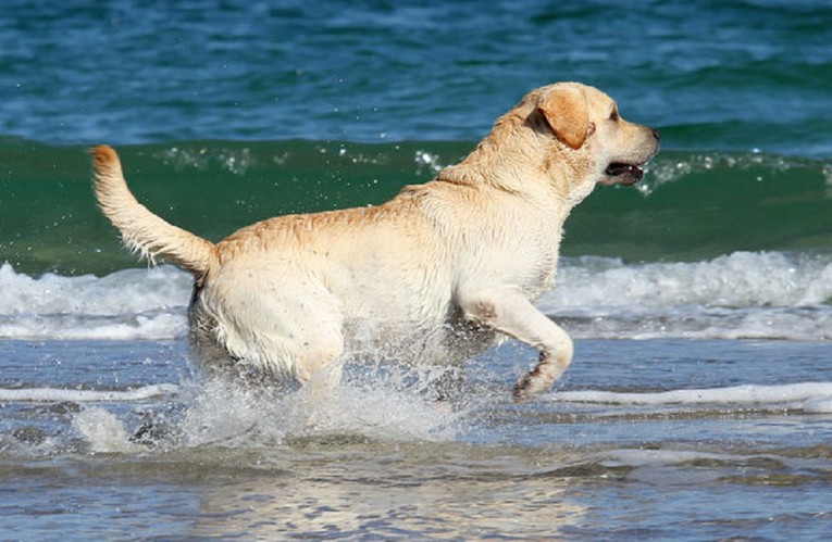 Pogledajte kako labrador prijatelja "spašava" od utapanja!