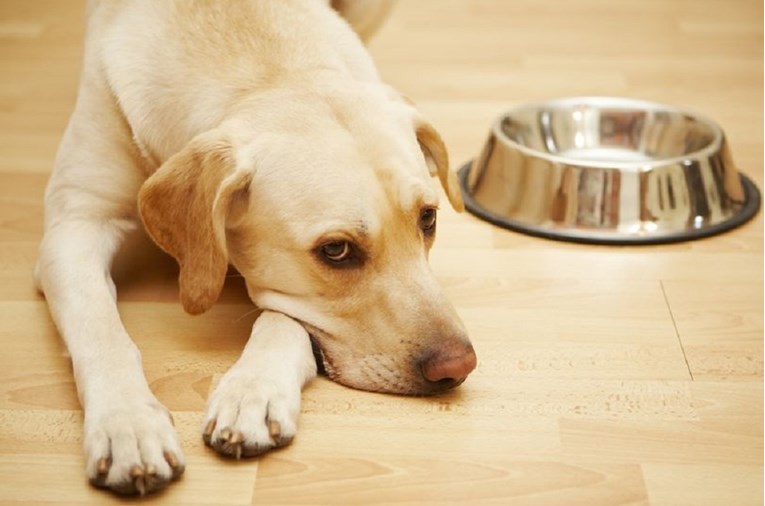 ŠOKANTNO OTKRIĆE U hrani za pse pronašli sredstvo za eutanaziju!