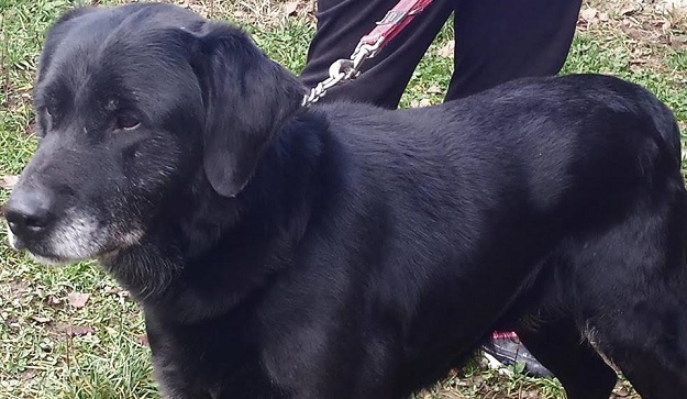 Labrador dobrog srca hitno treba dom! Poklanja se