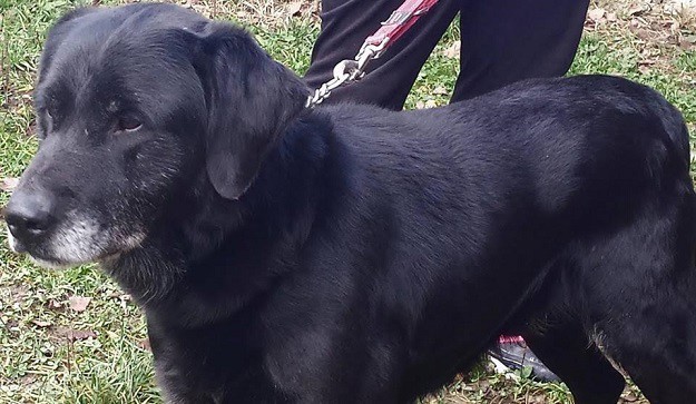 Labrador dobrog srca hitno treba dom! Poklanja se