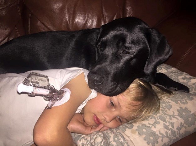 Pas labrador Jedi bolesnom dječaku svaki dan spašava život