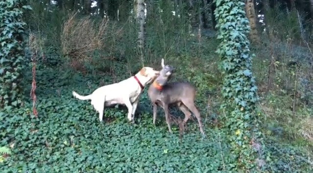 Labradorica pronašla napuštenu bebu jelena: Postali su najbolji prijatelji!