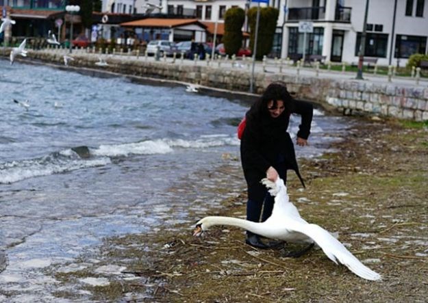 FOTO Svijet je u šoku: Bugarska turistica na Ohridu ubila labuda zbog selfija