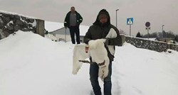 Nakon grijanja kod veterinara karlovačka labudica vraćena u prirodu