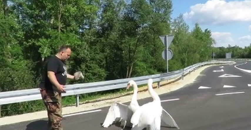 Obitelj labudova zapela na kružnom toku u Podravini, snimka spašavanja oduševila internet
