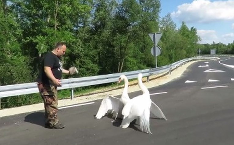 Obitelj labudova zapela na kružnom toku u Podravini, snimka spašavanja oduševila internet