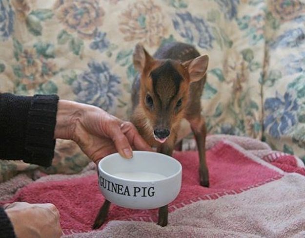 Predivna božićna priča: Labradorica od smrzavanja spasila maleno lane Šljokicu