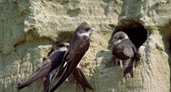 Najmanjoj lastavici u Hrvatskoj prijeti izumiranje