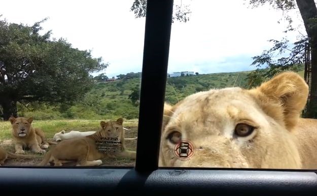 Lav otvorio vrata automobila, ekipa unutra podivljala