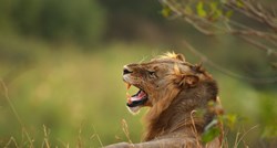 Lavovi pojeli krivolovca u Južnoj Africi, ostavili samo glavu