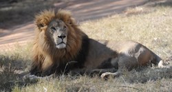 Ubijen i brat lava Cecila?