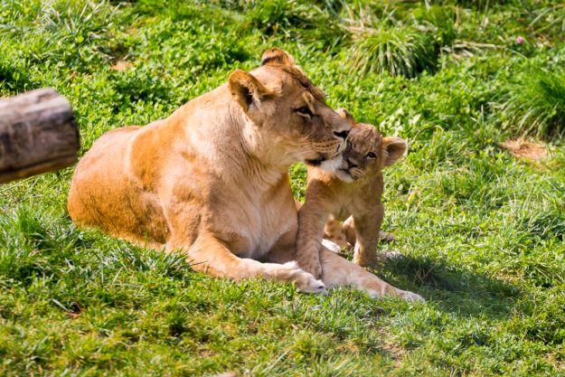 VIDEO Krenite s nama u virtualnu šetnju zagrebačkim Zoološkim vrtom