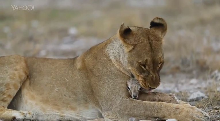 VIDEO Lavica je udomila bebu antilopu nakon što je njena mladunčad ubijena
