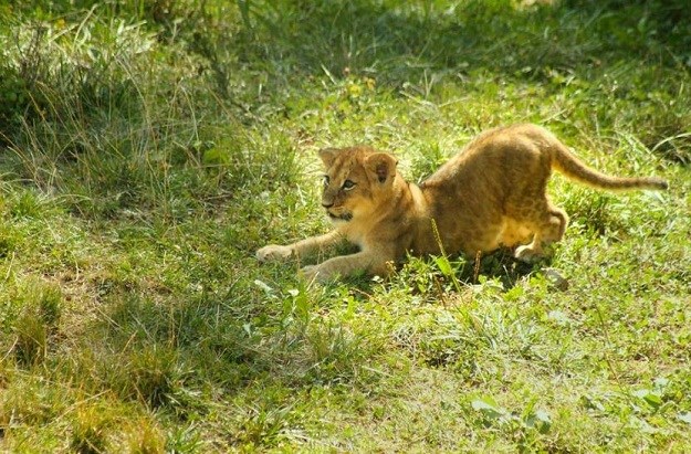 FOTO Ne može slađe: Lavići u zagrebačkom zoološkom vrtu uhvaćeni u igri