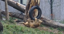 VIDEO Pogledajte koliko su zaigrani i slatki zagrebački lavići Tuma i Uzuri