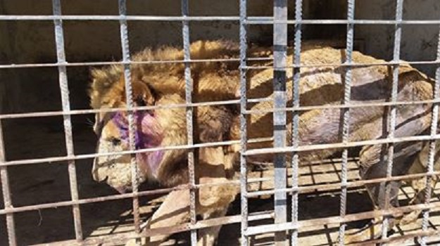Žrtve rata: Šokantni prizori životinja iz zoološkog vrta u Jemenu