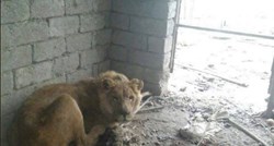 VIDEO Nisu samo ljudi žrtve džihadista, u Mosulu nađeni izgladnjeli lav i preplašeni medvjed