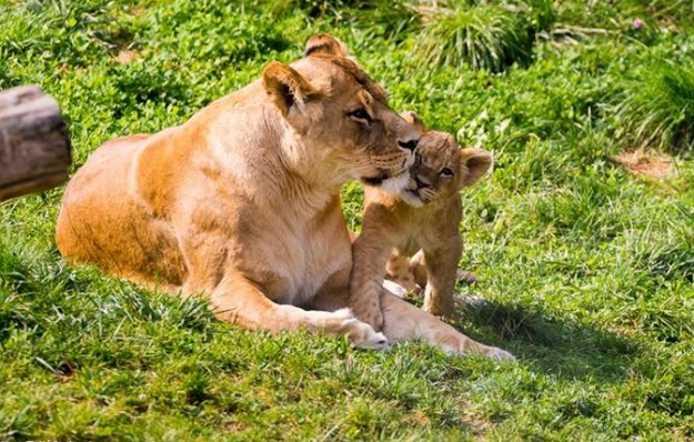 BABY BOOM u zagrebačkom ZOO vrtu: Na svijet 2016. došlo više od 600 životinja!