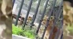 Kršćanski fanatik u Čileu gol skočio u kavez s lavovima, zaštitari ubili lavove da ga ne rastrgaju
