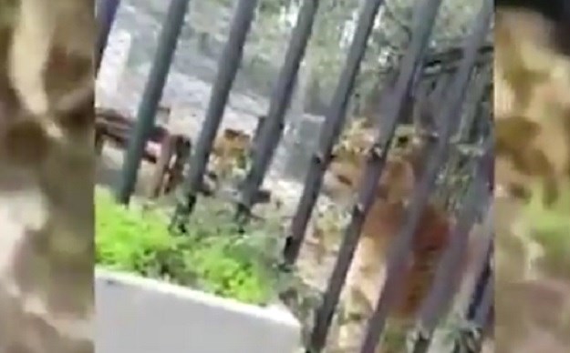 Kršćanski fanatik u Čileu gol skočio u kavez s lavovima, zaštitari ubili lavove da ga ne rastrgaju