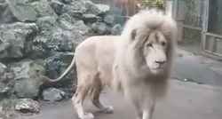 Mislite da su lavovi neustrašive životinje? Pojavila se snimka koja dokazuje da i nisu baš