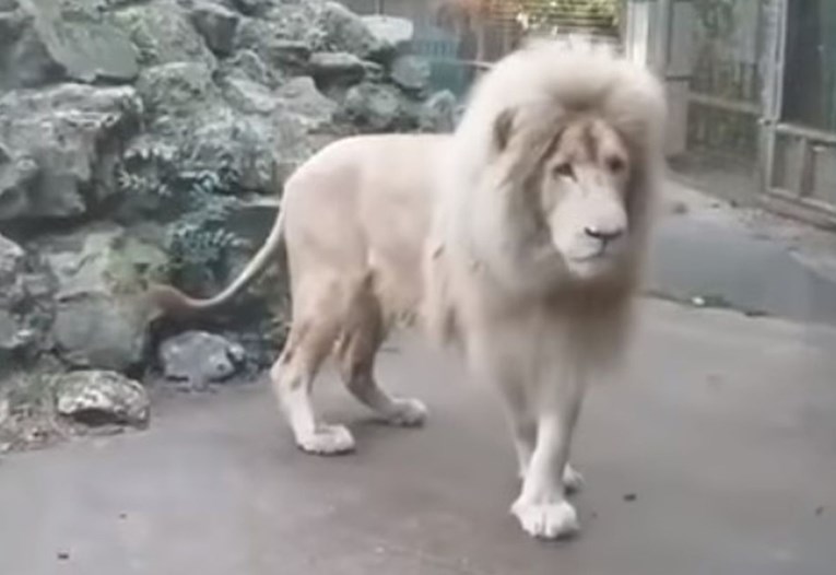 Mislite da su lavovi neustrašive životinje? Pojavila se snimka koja dokazuje da i nisu baš