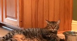 Internet je ovu macu prozvao najljenijom macom na svijetu, a bit će vam jasno zašto kada pogledate video
