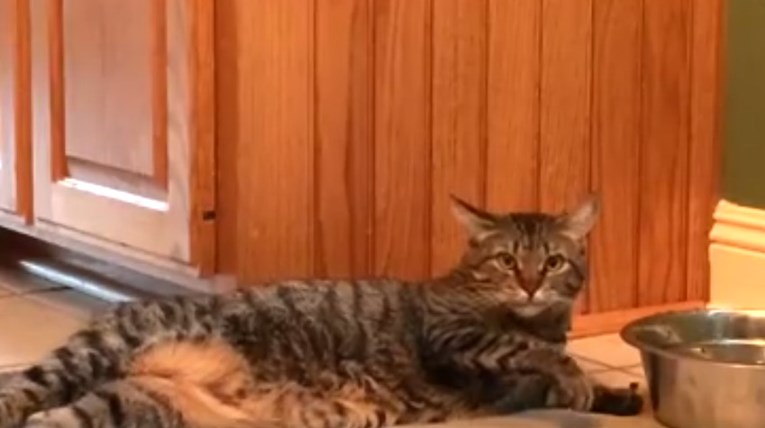 Internet je ovu macu prozvao najljenijom macom na svijetu, a bit će vam jasno zašto kada pogledate video