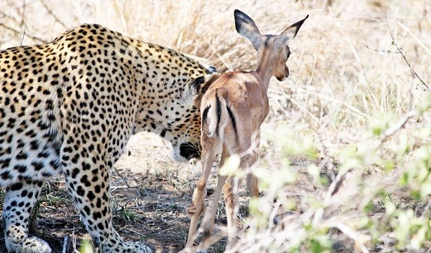 Početak prijateljstva ili? Pogledajte kako se leopardica brine o antilopi