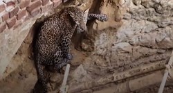 Leopardu koji je pao u bunar napravili ljestve i spasili ga od sigurne smrti