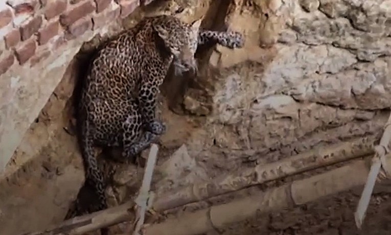 Leopardu koji je pao u bunar napravili ljestve i spasili ga od sigurne smrti