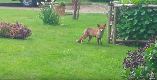 VIDEO Zabrinuta lisica nadgleda kako ljudi spašavaju njezinog klinca