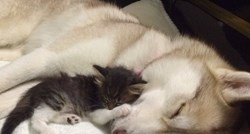 Kako je brižna ženka haskija spasila život maci na samrti