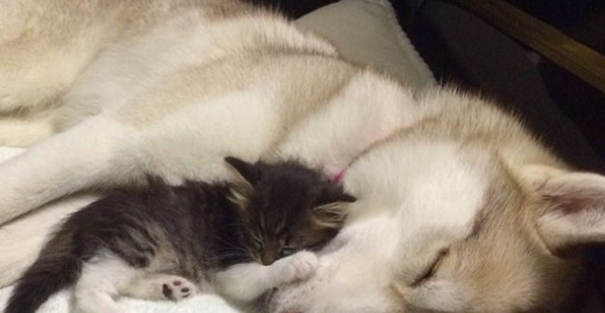 Kako je brižna ženka haskija spasila život maci na samrti