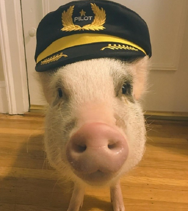 Zračna luka zaposlila svinju i povjerila joj odgovoran zadatak