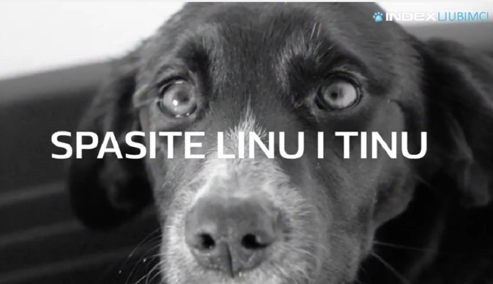 VIDEO Život ih nije mazio: Ovi crni peseki trebaju vašu pomoć!
