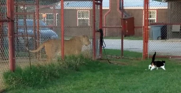 VIDEO Malena maca izazvala je lava i dokazala da veličina nije bitna