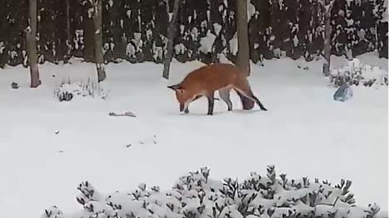 VIDEO Ova lisica će vam uljepšati dan