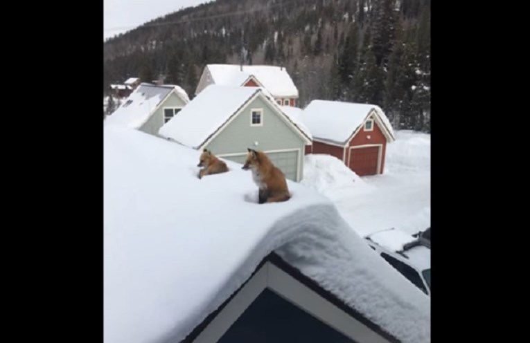 VIDEO Nekome na krovu žive rode:  Njemu su se na vrh kuće uselile dvije preslatke lisice