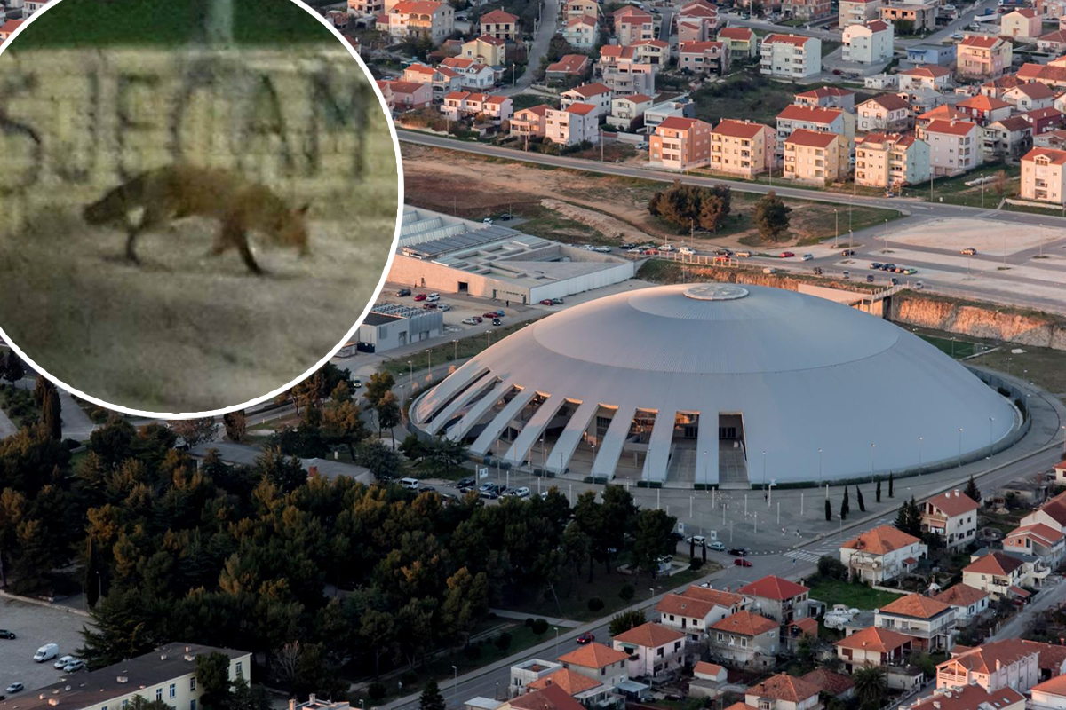Lisica zalutala u sportski centar u Zadru kroz koji dnevno prođe veliki broj djece