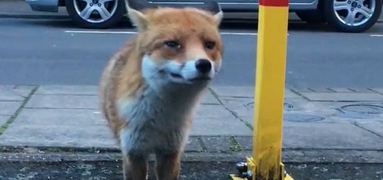 VIDEO Čovjek je uspio snimiti lisicu na ulici pa gadno požalio nakon toga